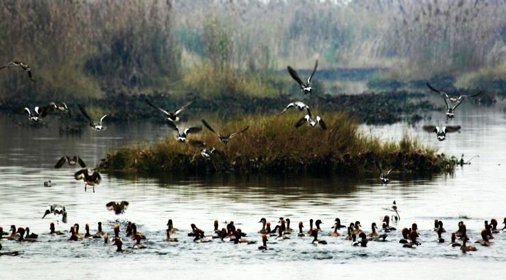 1-Harike Wetland